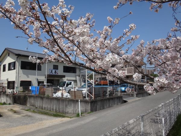 事務所の前にある桜が見頃ですサムネイル